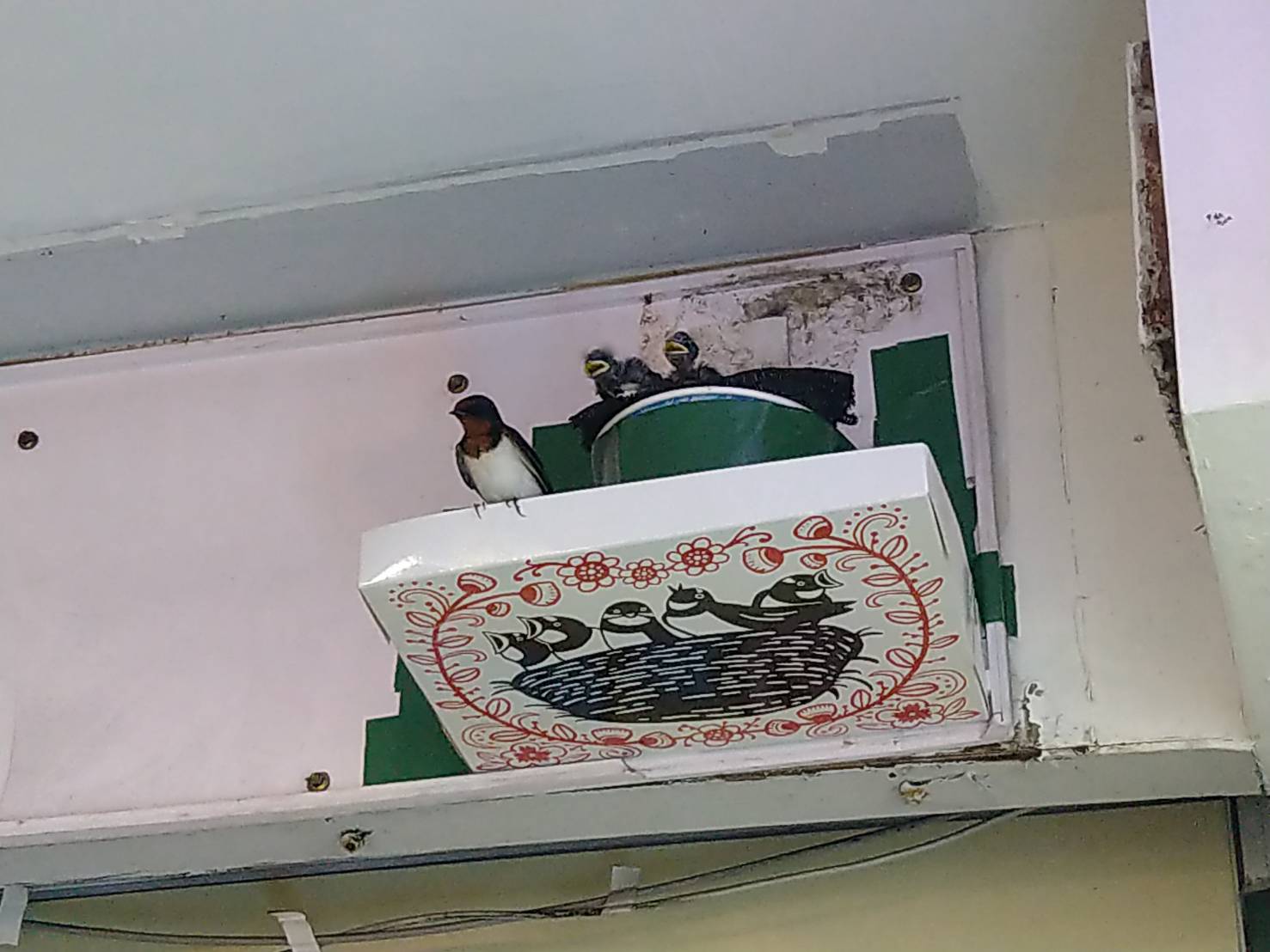 親鳥站在板邊與雛鳥張嘴